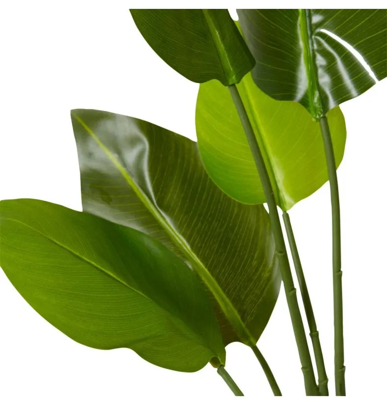 Bird of Paradise - Image 2
