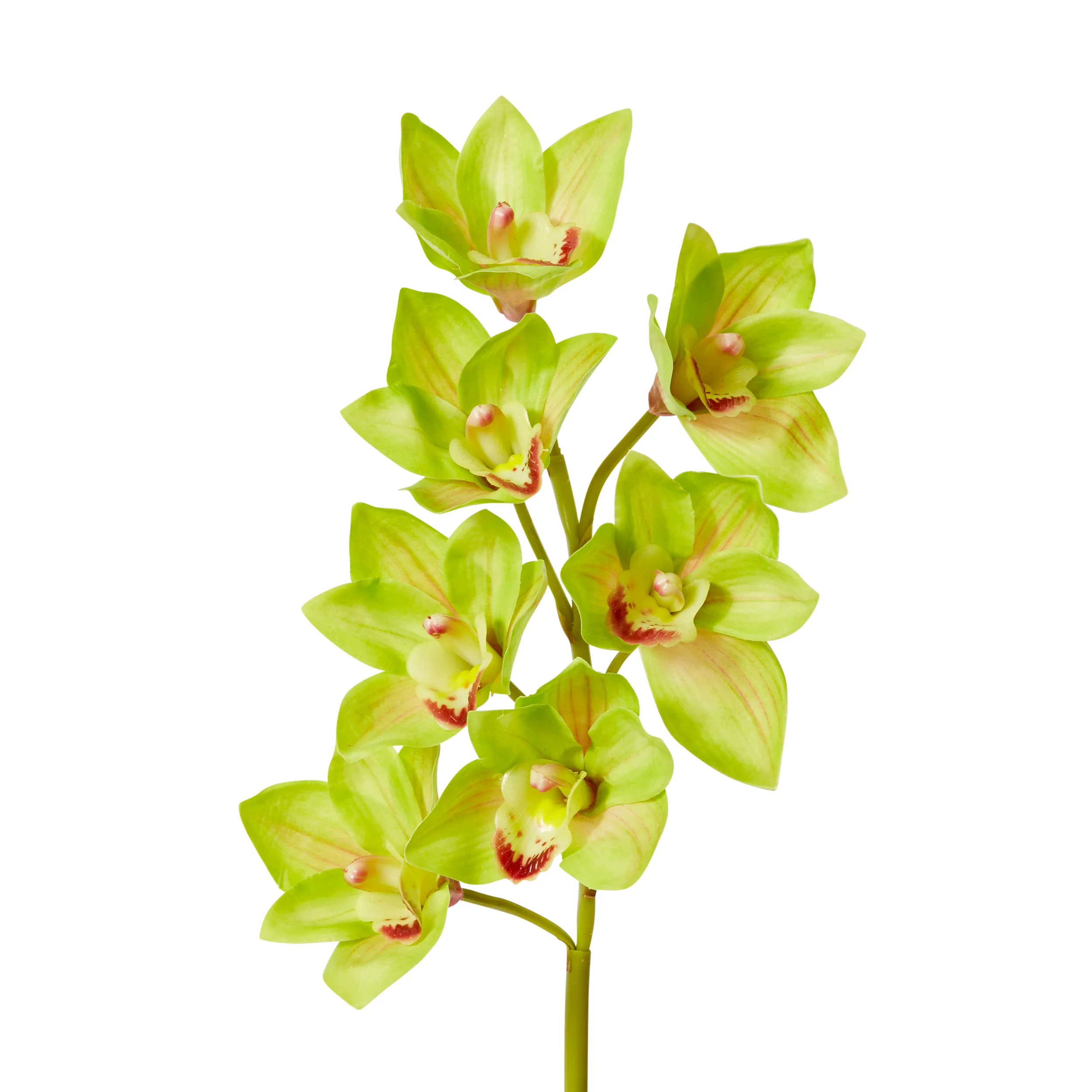 Cymbidium Lush Stem - Green - Image 2