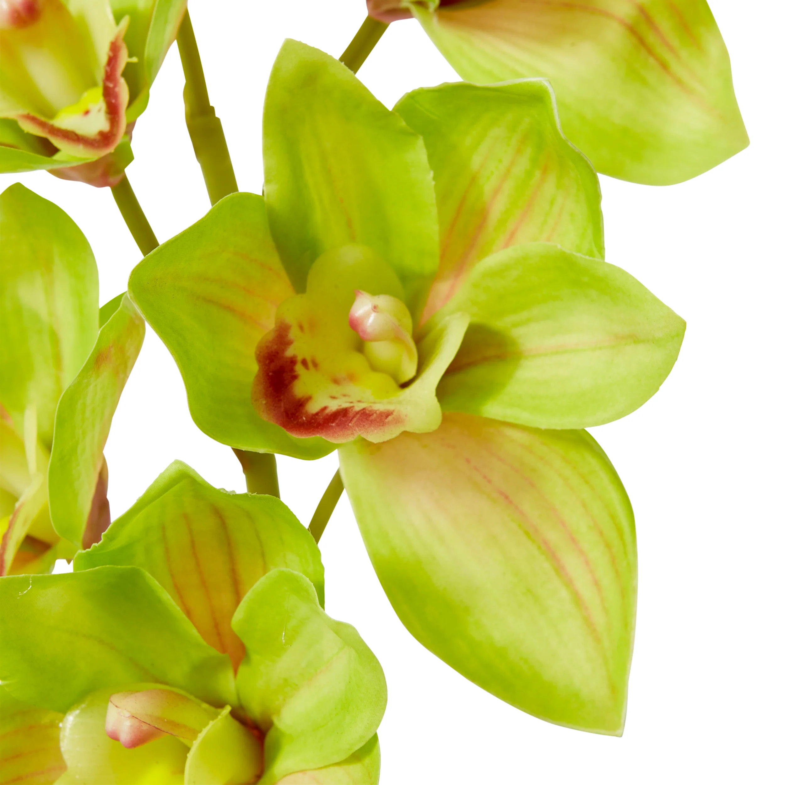Cymbidium Lush Stem - Green - Image 3