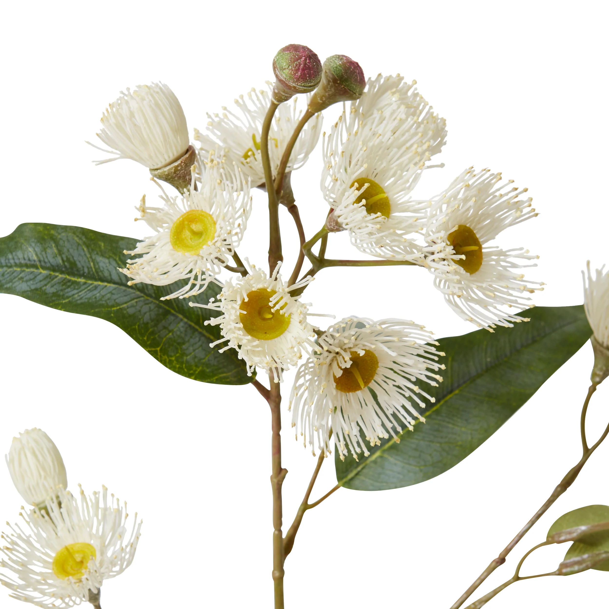 Eucalyptus Flowering Spray - White - Image 3