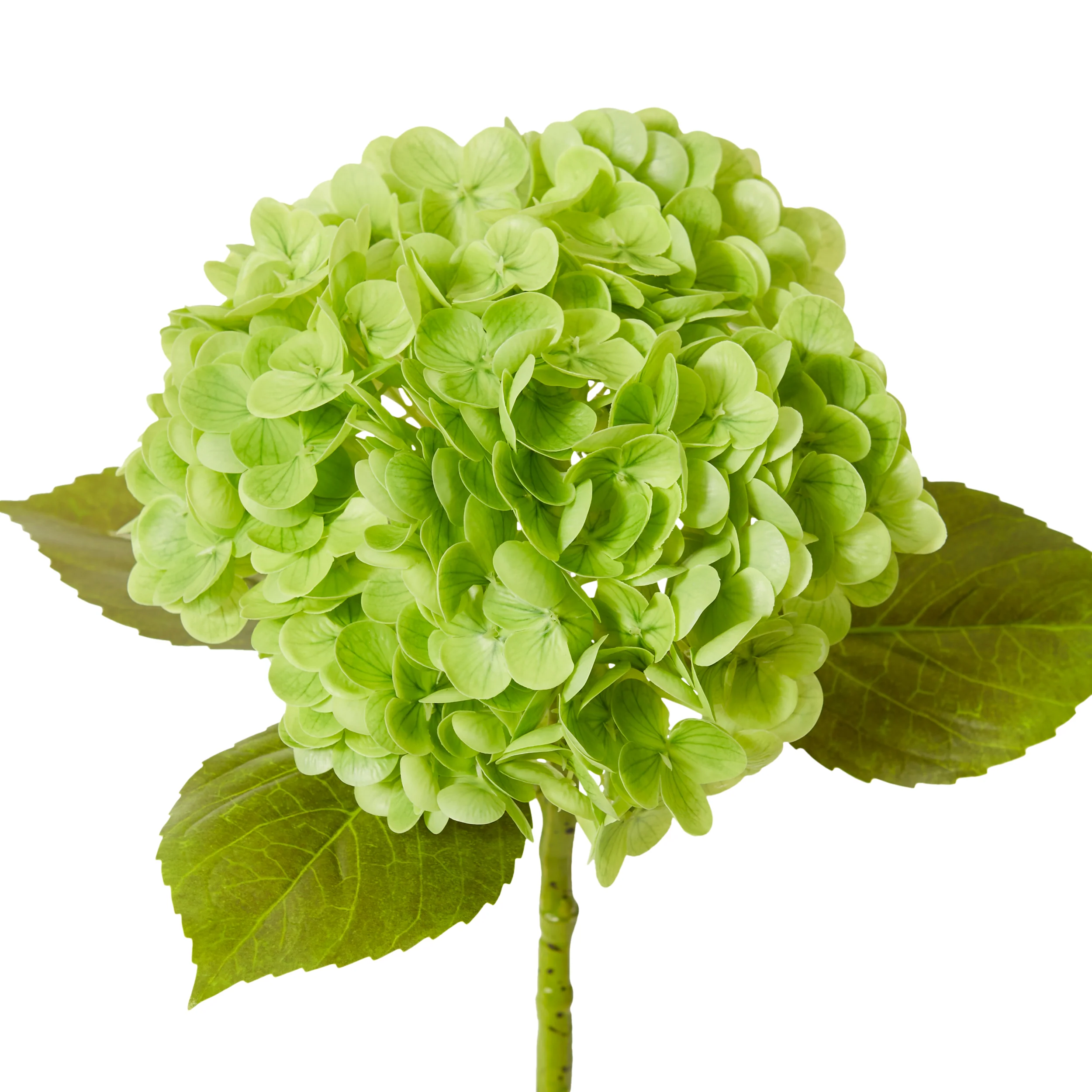 Hydrangea Classic Stem - Dark Green - Image 2