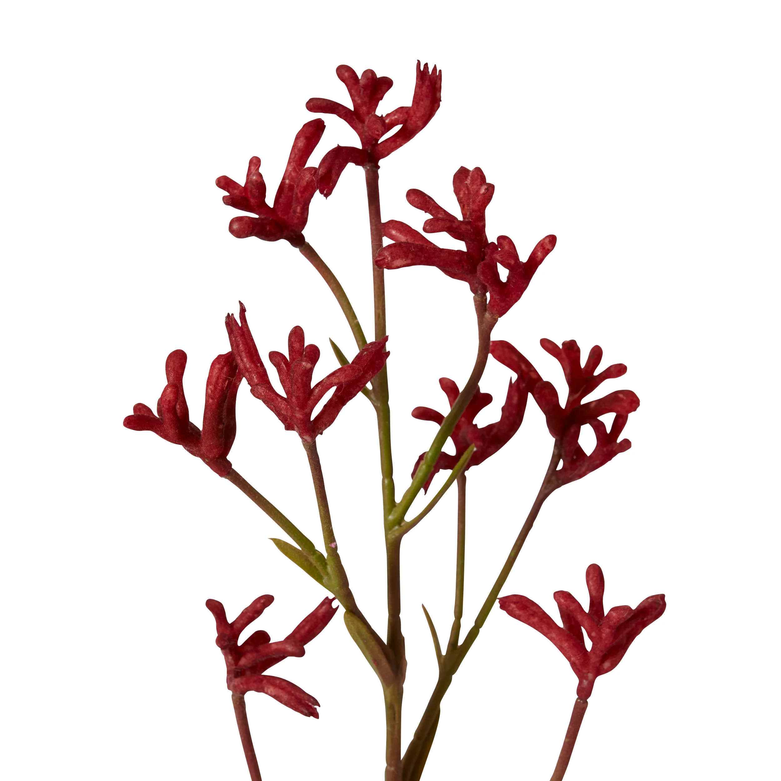 Kangaroo Paw Stem - Red - Image 2