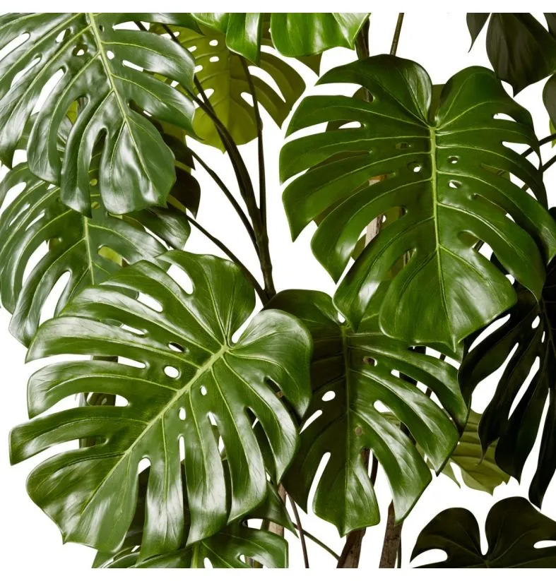 Monstera Vine Plant Potted - Green - Image 2