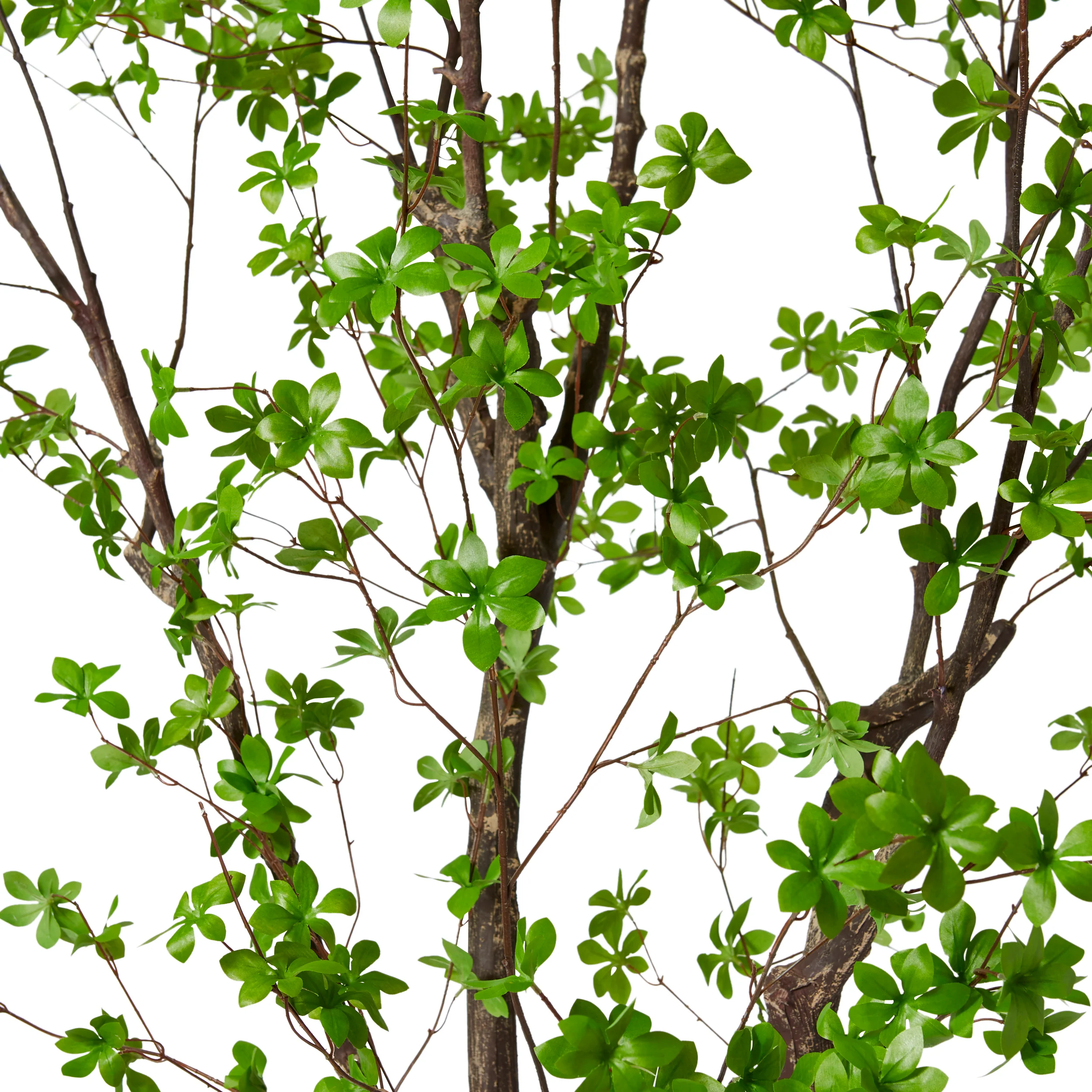 Pieris Tree - Dark Green - Image 2