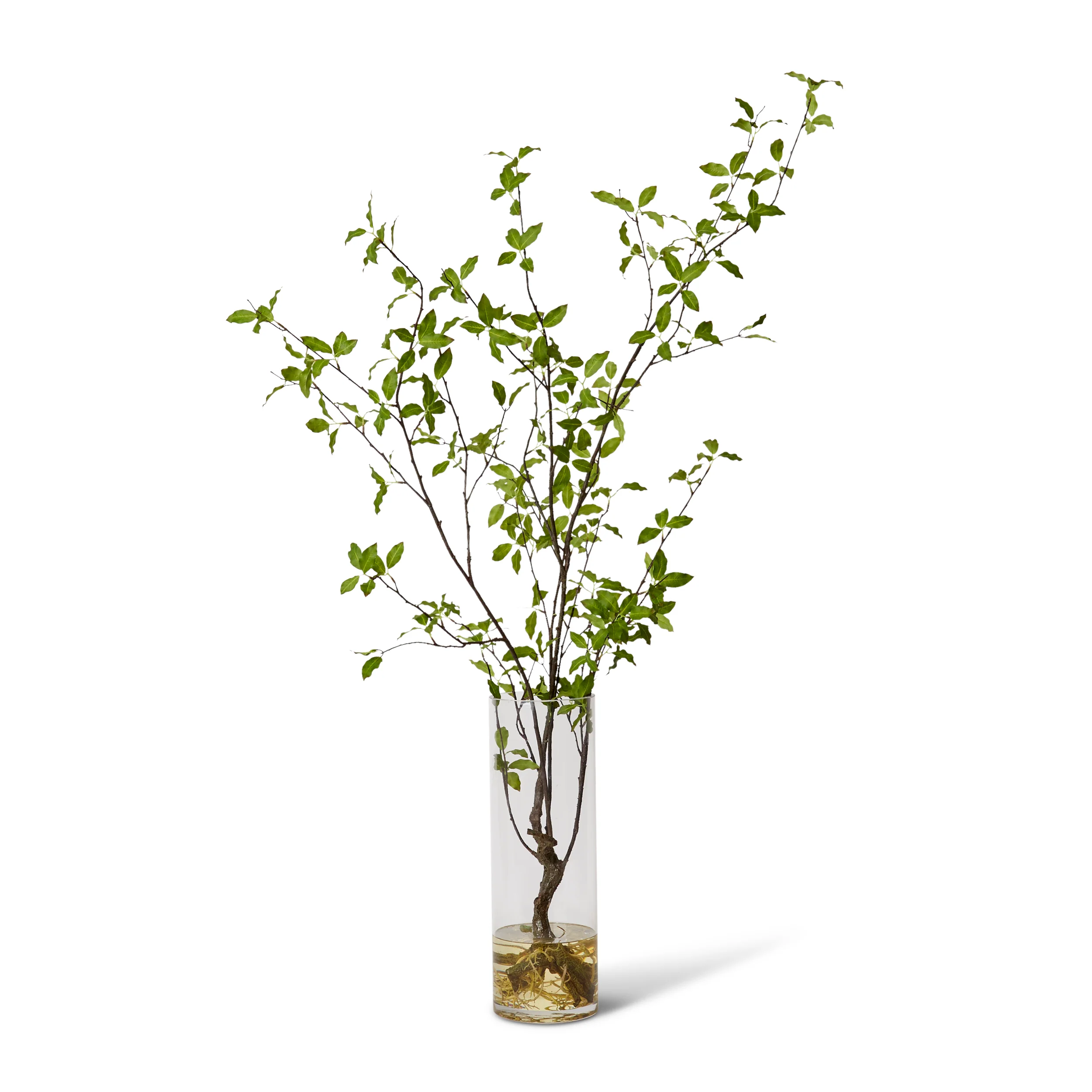 Pittosporum Plant in Vera Vase - Green - Image 2
