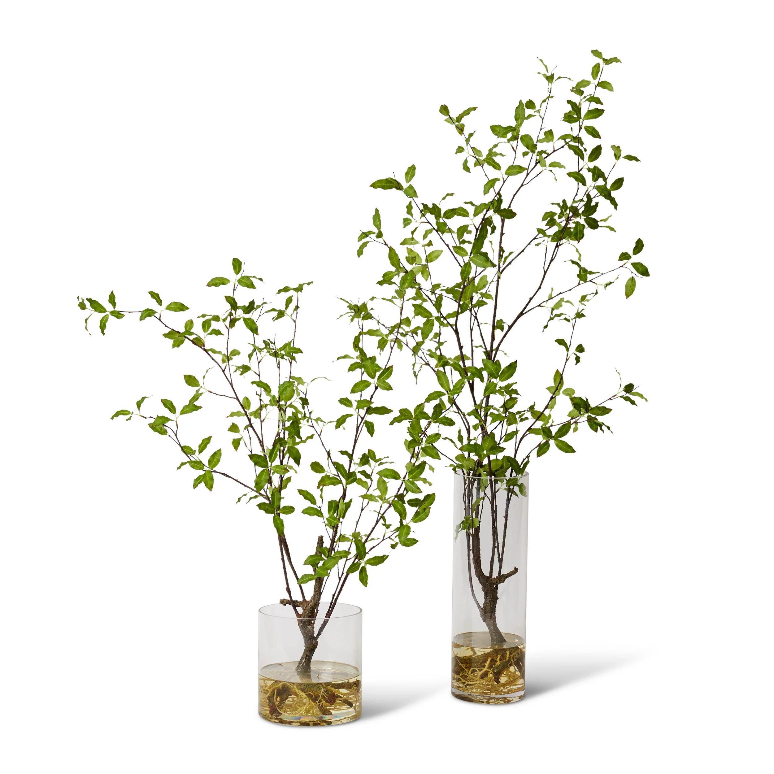 Pittosporum Plant in Vera Vase - Green - Image 3