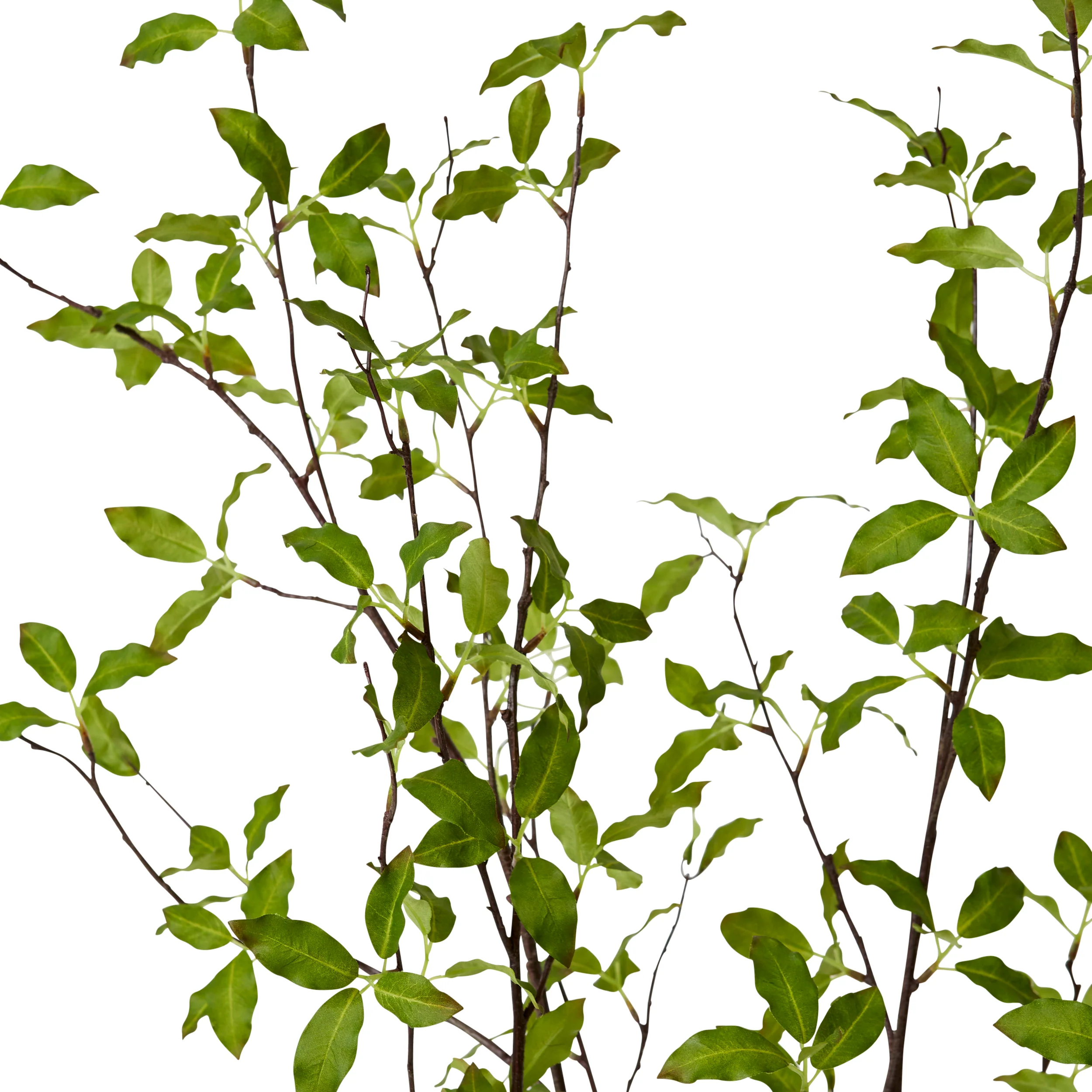 Pittosporum Plant in Vera Vase - Green - Image 4