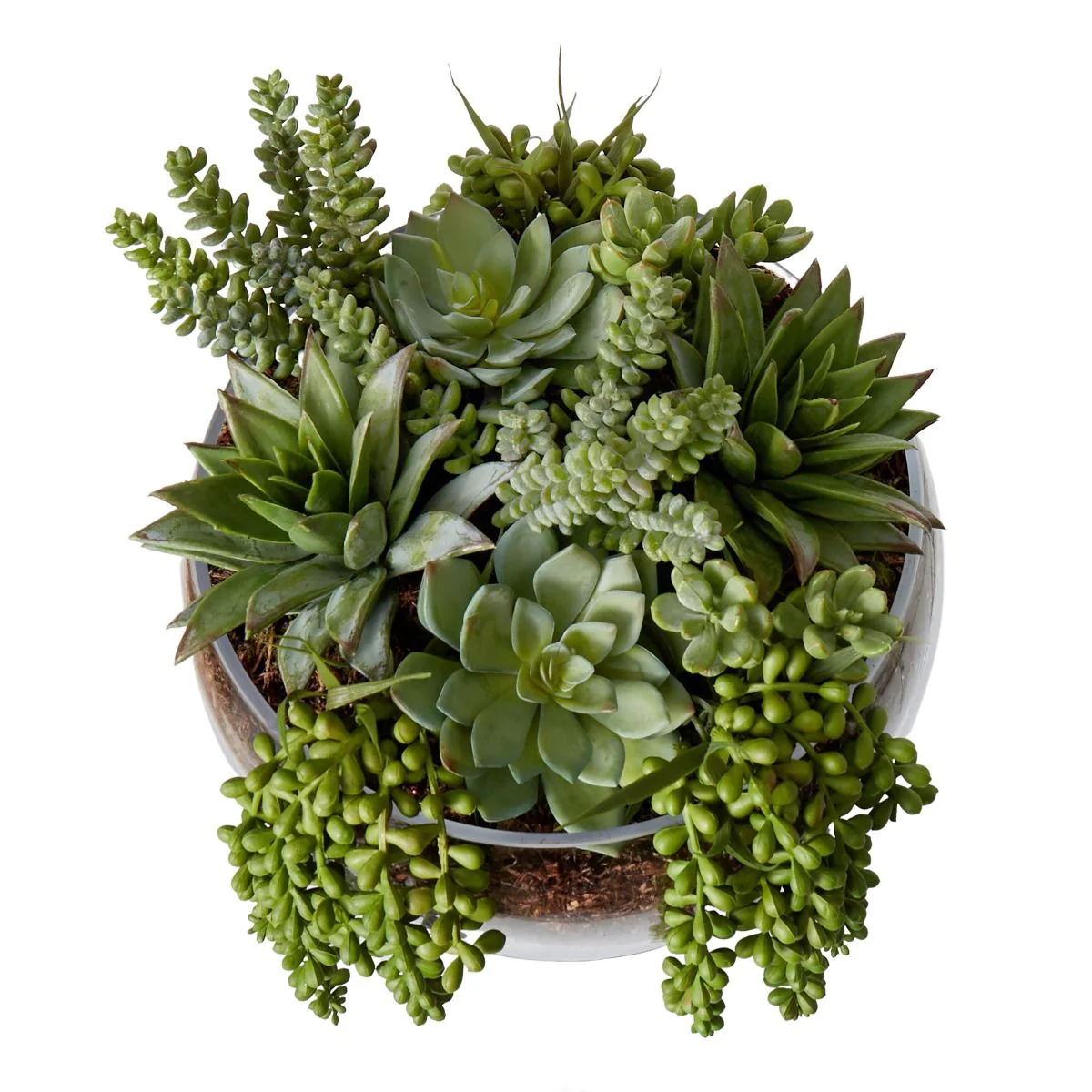 Succulent Mix Scarlett Bowl Green Large - Glass - Image 3