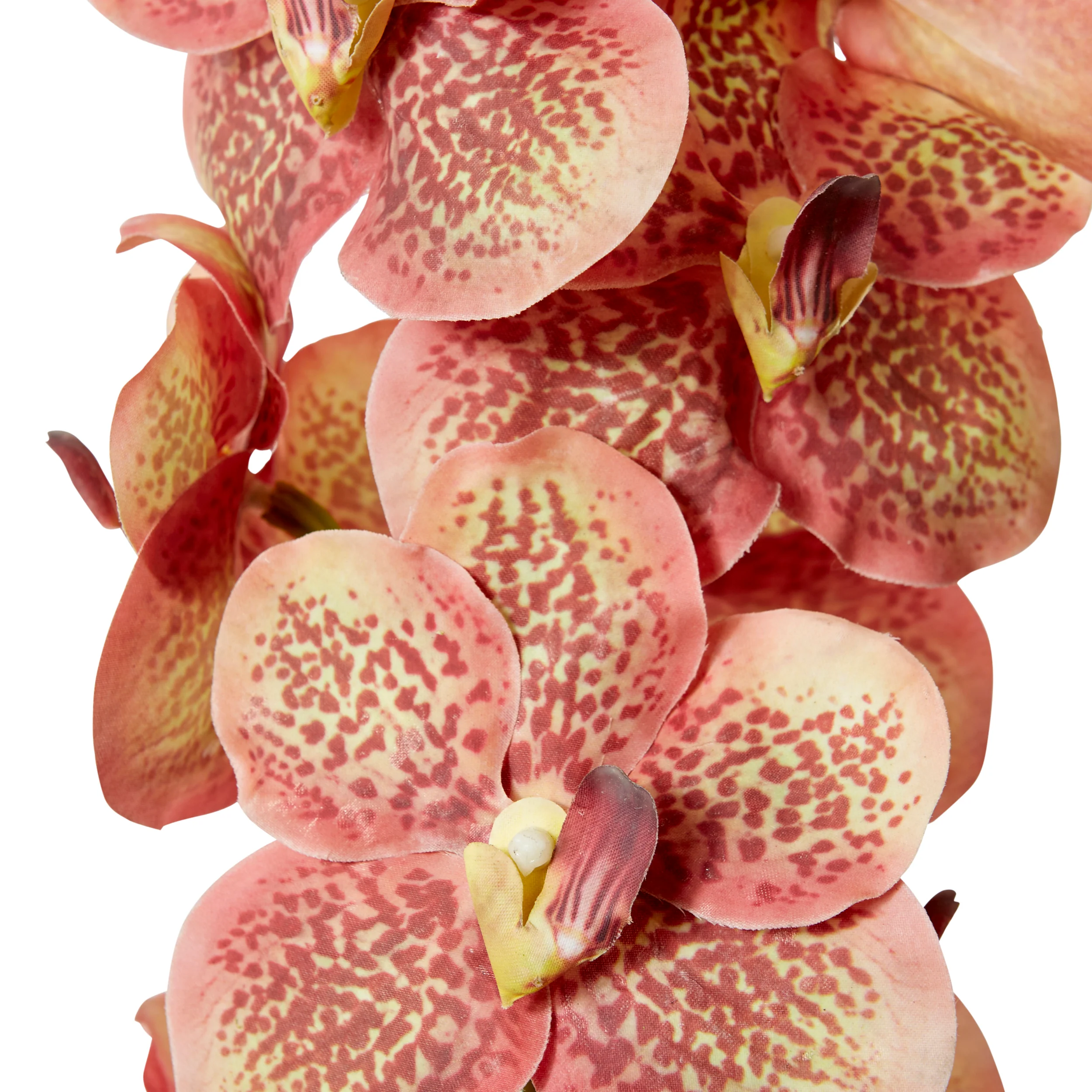 Vanda Orchid - Blush - Image 3